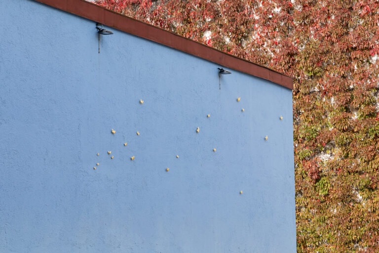 Blue wall adorned with a flock-like arrangement of golden butterflies. In the background, a wall with climbing reddish-leaved plant.