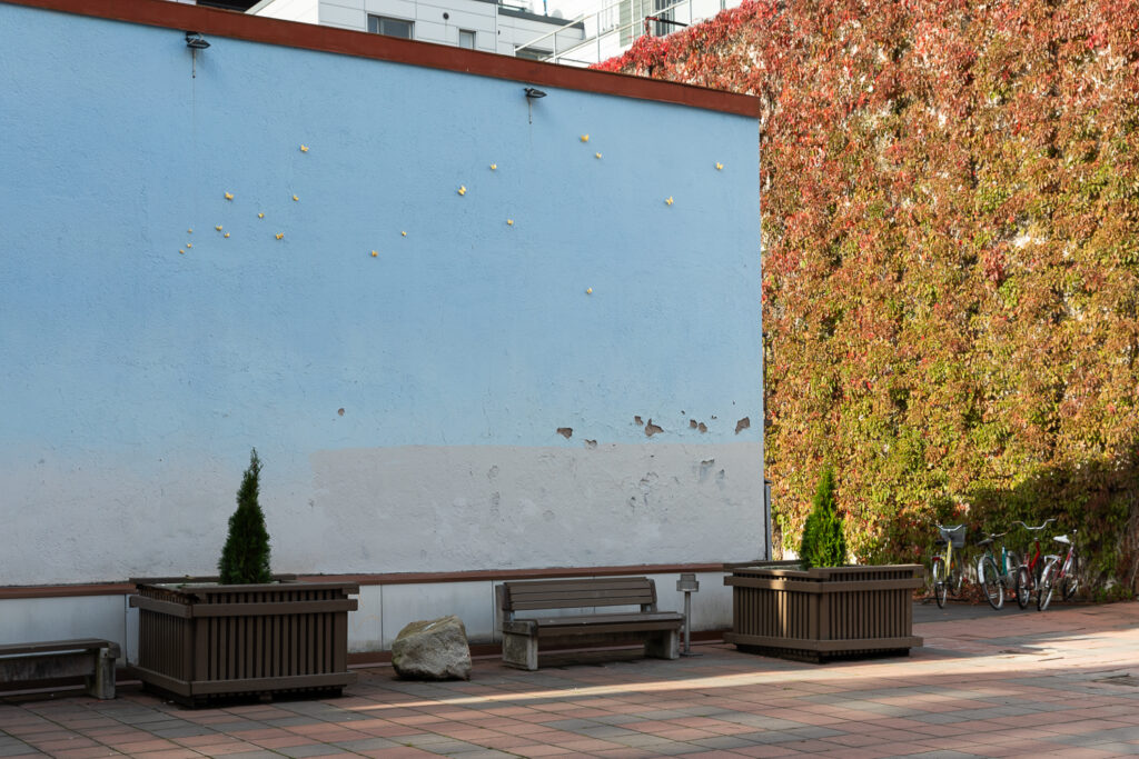 Blue wall adorned with golden butterflies. Next to the wall, a bench and two planters. In the background, a wall with climbing reddish-leaved plant, and in front of it, bicycles in a bike rack.